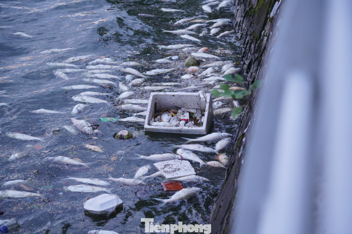 Theo quan sát, nhiều xác cá tại đây bắt đầu phân hủy, bốc mùi hôi khó chịu,