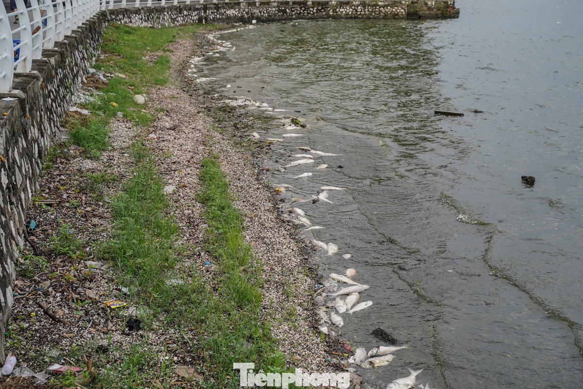 Chia sẻ với PV, bà Hoàng Thúy Anh - Phó trưởng Ban Quản lý Hồ Tây (Tây Hồ, Hà Nội) cho biết, do thời tiết chuyển mùa nên cá chết trôi dạt vào khu vực hồ Tây, việc này diễn ra hàng năm.