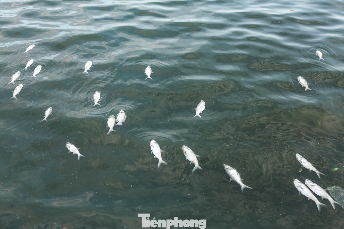 Phía giữa lòng hồ, xác cá nổi lềnh phềnh trên mặt nước.