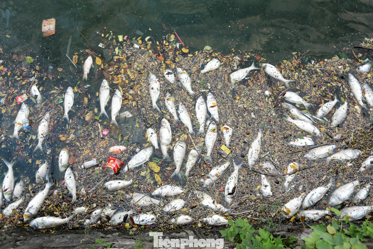Theo ghi nhận của phóng viênlúc 5 giờ 30 sáng 23/10, trên tuyến đường Nguyễn Đình Thi (quận Tây Hồ, thành phố Hà Nội) là cảnh tượng nhiều xác cá chết trôi dạt vào bờ, bốc mùi hôi thối gây khó chịu.