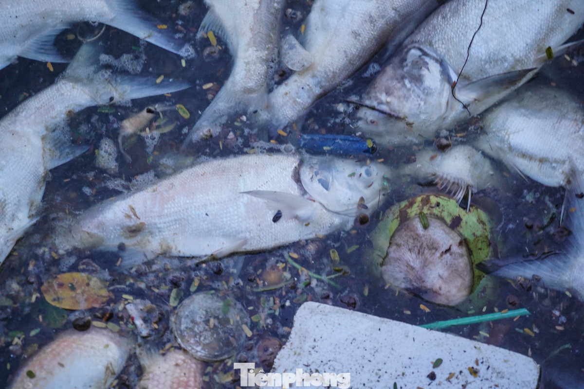 Theo quan sát, nhiều xác cá tại đây bắt đầu phân hủy, bốc mùi hôi khó chịu,