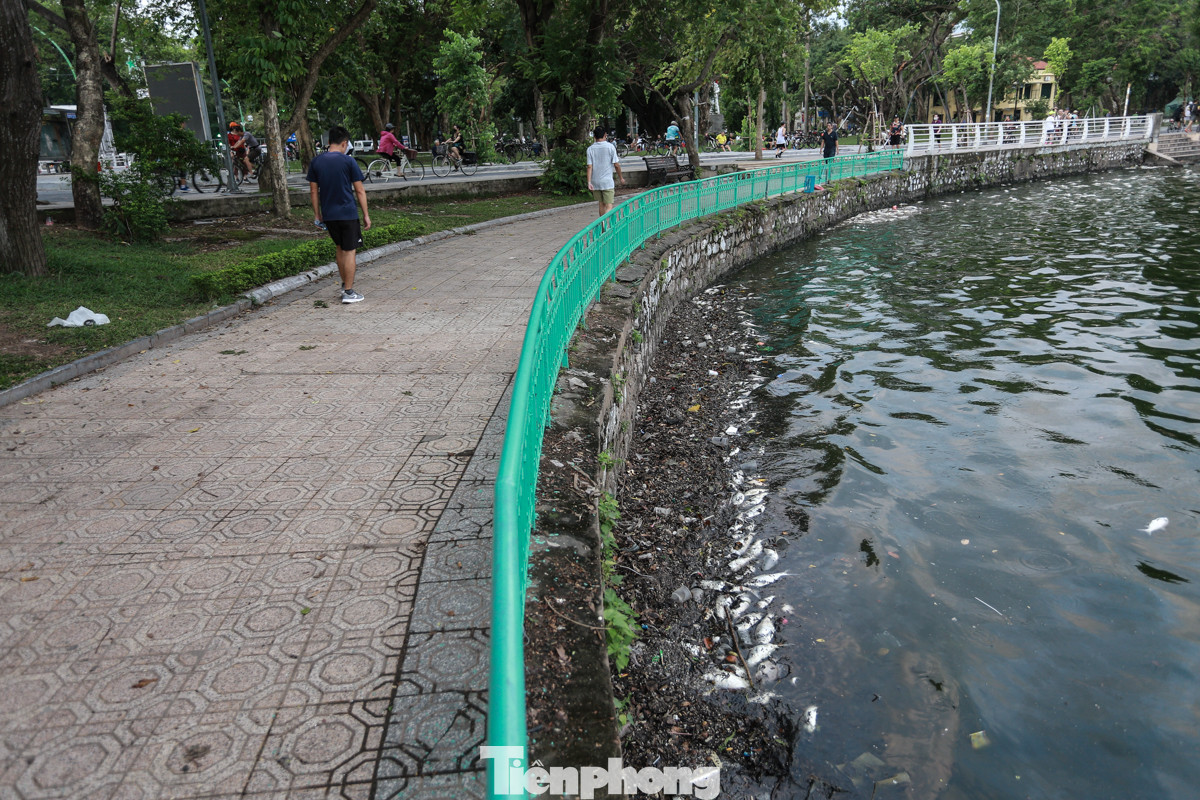 Theo ghi nhận của phóng viênlúc 5 giờ 30 sáng 23/10, trên tuyến đường Nguyễn Đình Thi (quận Tây Hồ, thành phố Hà Nội) là cảnh tượng nhiều xác cá chết trôi dạt vào bờ, bốc mùi hôi thối gây khó chịu.