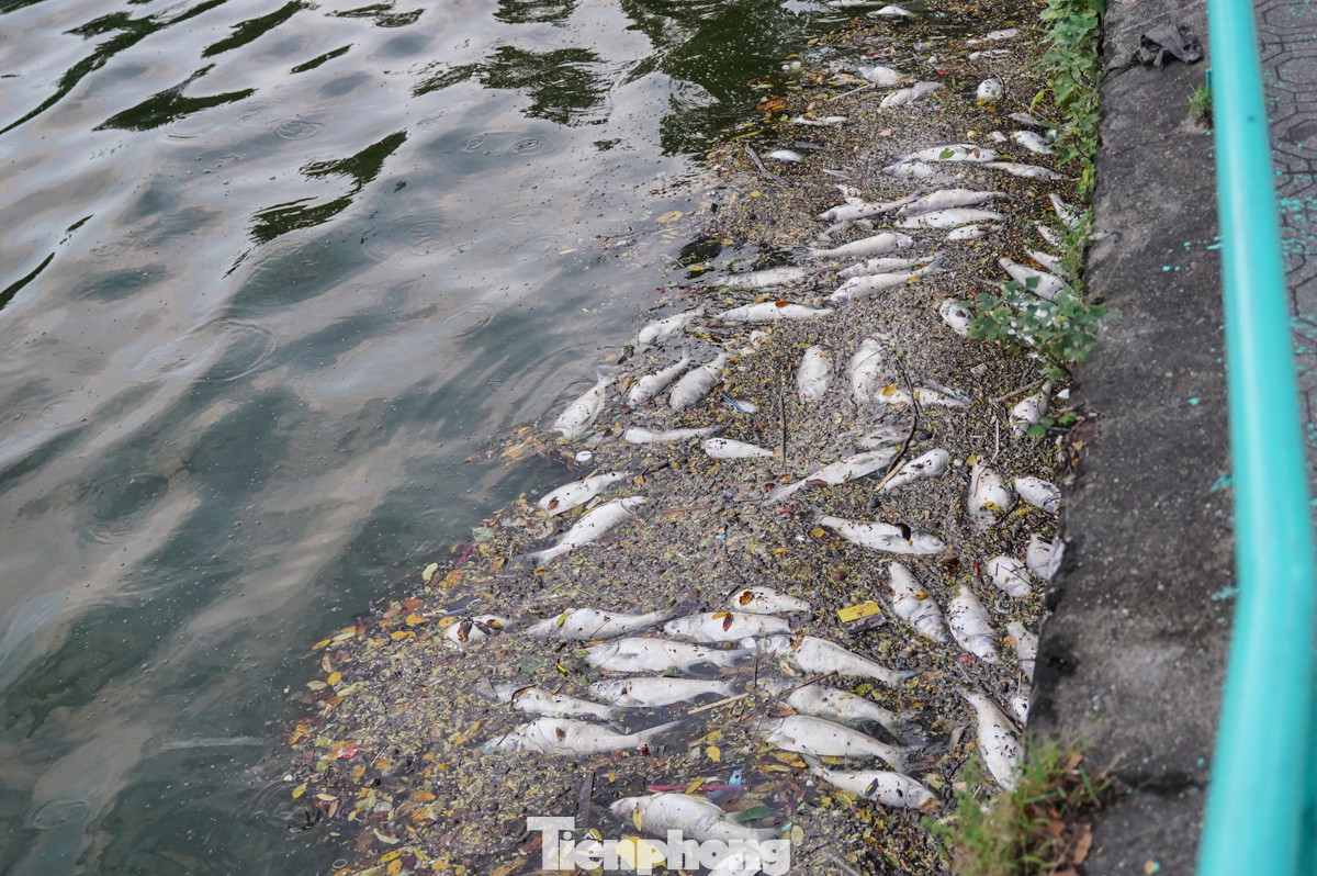 Đây không phải lần đầu tiên tại Hồ Tây xảy ra tình trạng cá chết.