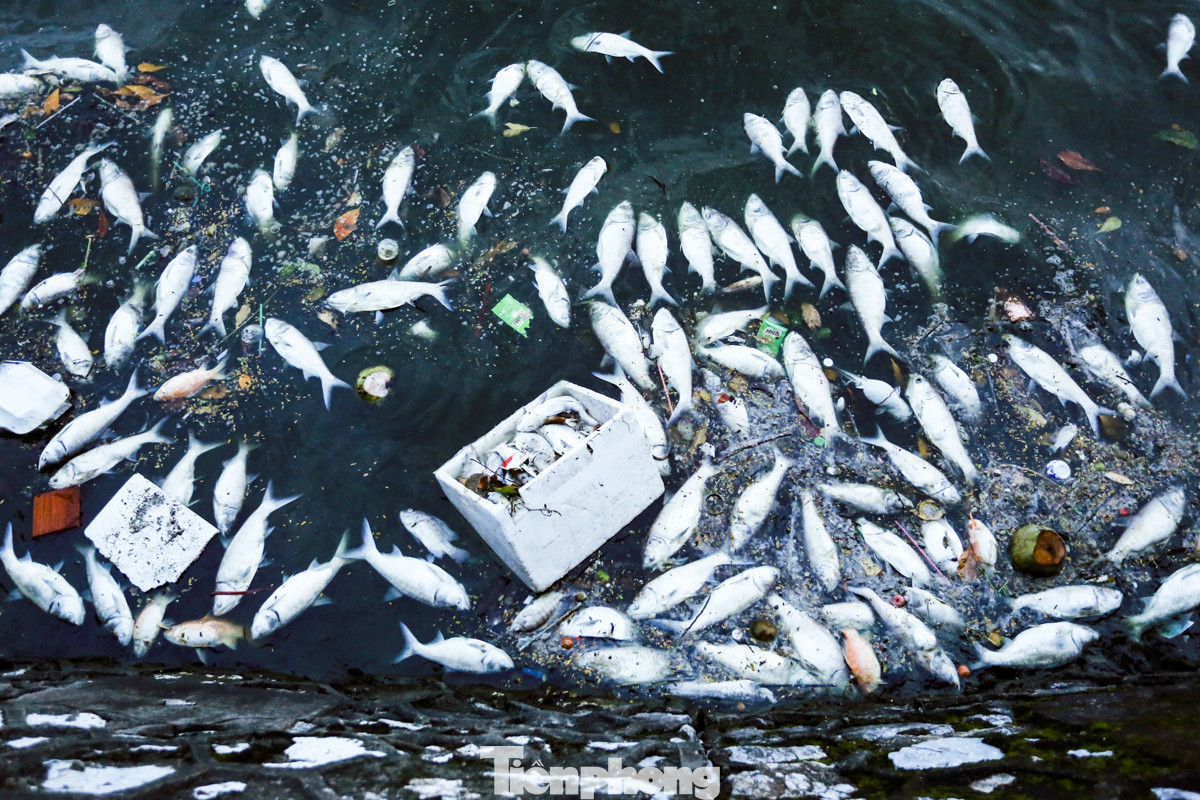 "Mỗi ngày khi phát hiện cá chết trôi vào bờ, Ban Quản lý Hồ Tây sẽ chỉ đạo Xí nghiệp thoát nước môi trường số 1 nhanh chóng thu gom và xử lý. Điều này nhằm tránh mùi hôi thối từ cá chết gây ảnh hưởng đến cuộc sống của người dân", bà Thuý An nói thêm.