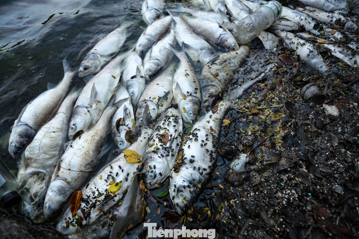 Theo ghi nhận của phóng viênlúc 5 giờ 30 sáng 23/10, trên tuyến đường Nguyễn Đình Thi (quận Tây Hồ, thành phố Hà Nội) là cảnh tượng nhiều xác cá chết trôi dạt vào bờ, bốc mùi hôi thối gây khó chịu.