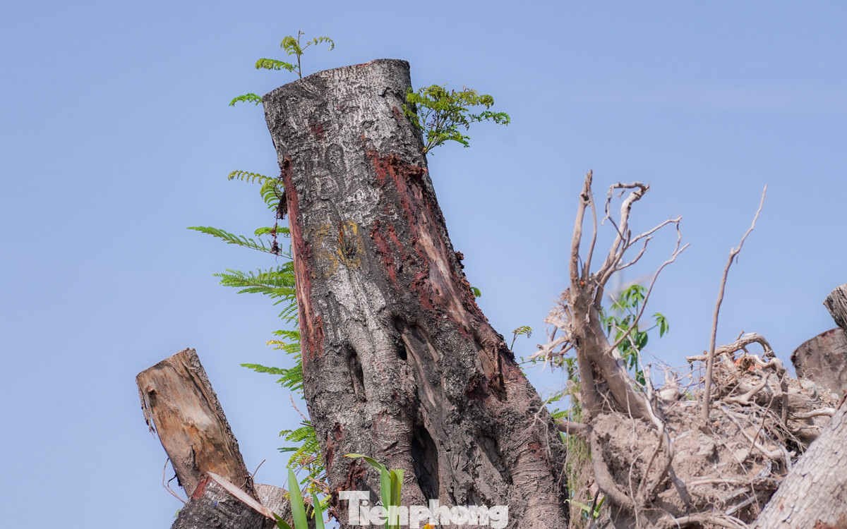 Nhiều thân cây to, kích thước "khủng" đã được cắt khúc.
