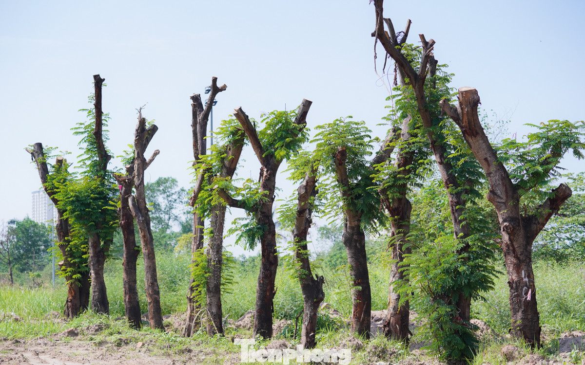 Nhiều cây hiện đã bắt đầu nảy mầm và ra lá non, cho thấy dấu hiệu phục hồi và phát triển.