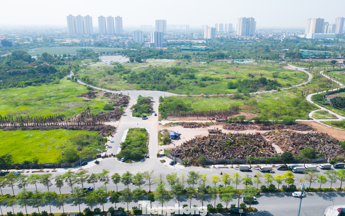 Tại khu vực công viên Chu Văn An (huyện Thanh Trì, thành phố Hà Nội) ghi nhận cảnh hàng chục m3 gỗ bao gồm gốc, thân và cành... đã được cưa thành từng khúc và xếp thành từng đống lớn.