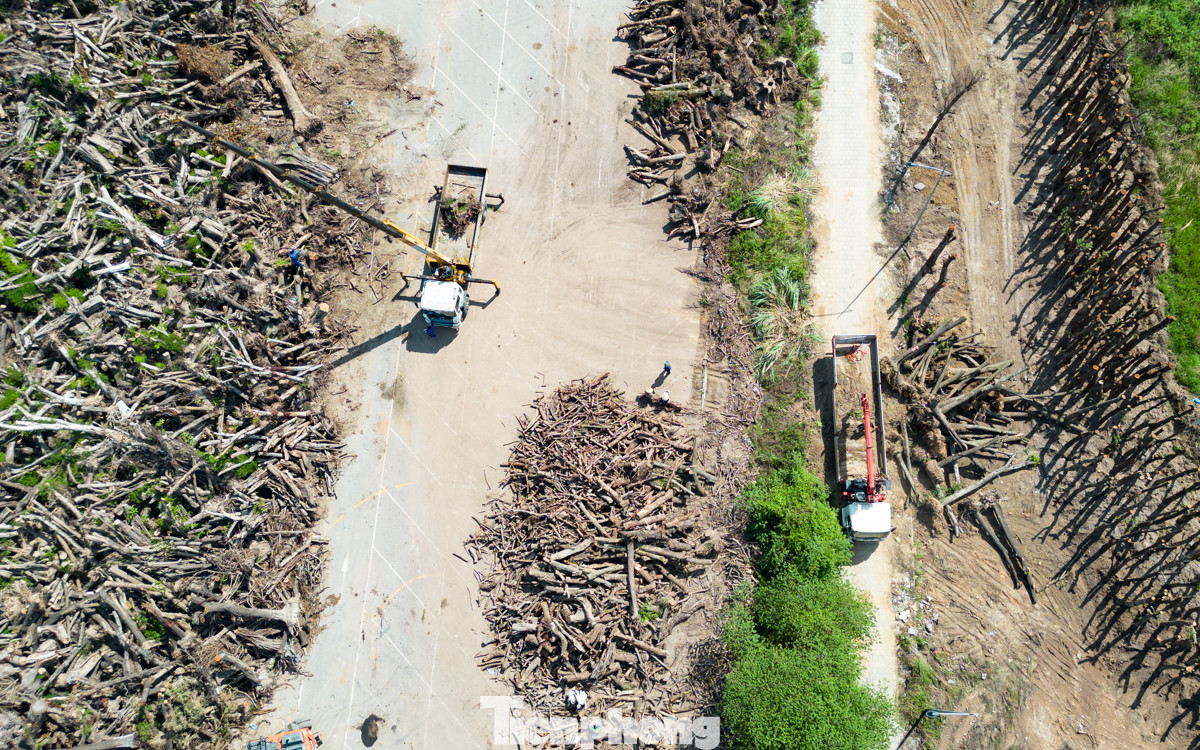 Sau khi rà soát, phân loại, cây xanh bị đổ, gãy được đơn vị quản lý thu gom, vận chuyển tập kết về các bãi tạm để chờ đấu giá.