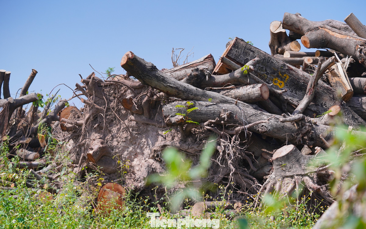 Số gỗ được thu về được vận chuyển đến 2 kho chứa của Công ty ở khu vực Công viên Yên Sở và kho tạm thời ở Công viên Chu Văn An. Còn lại, một số gỗ tập kết ở các kho của quận, huyện trên địa bàn.