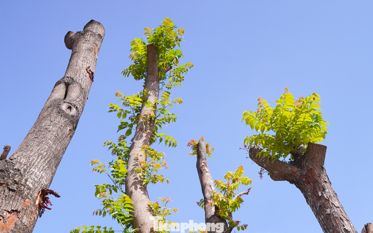 Nhiều cây hiện đã bắt đầu nảy mầm và ra lá non, cho thấy dấu hiệu phục hồi và phát triển.