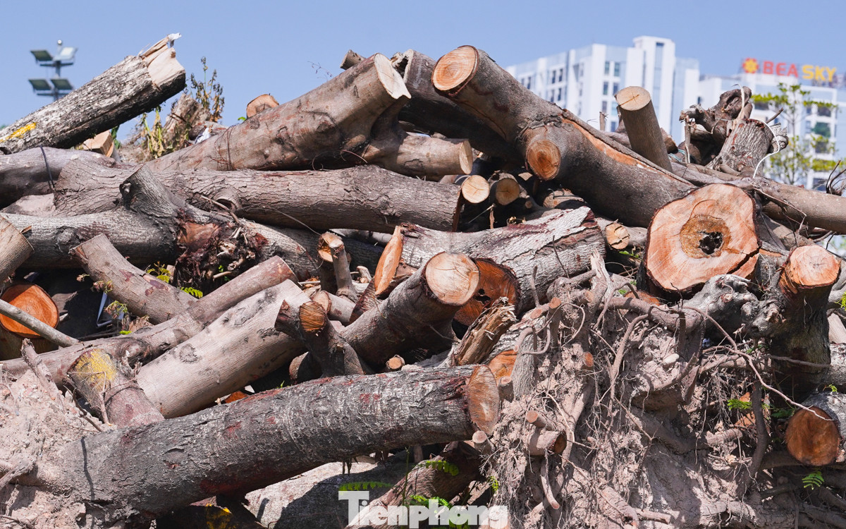 Những cây xanh được xén thành từng đoạn ngắn chuyển về kho tập kết gỗ tạm thời ở Công viên Chu Văn An chờ đấu giá theo quy định.