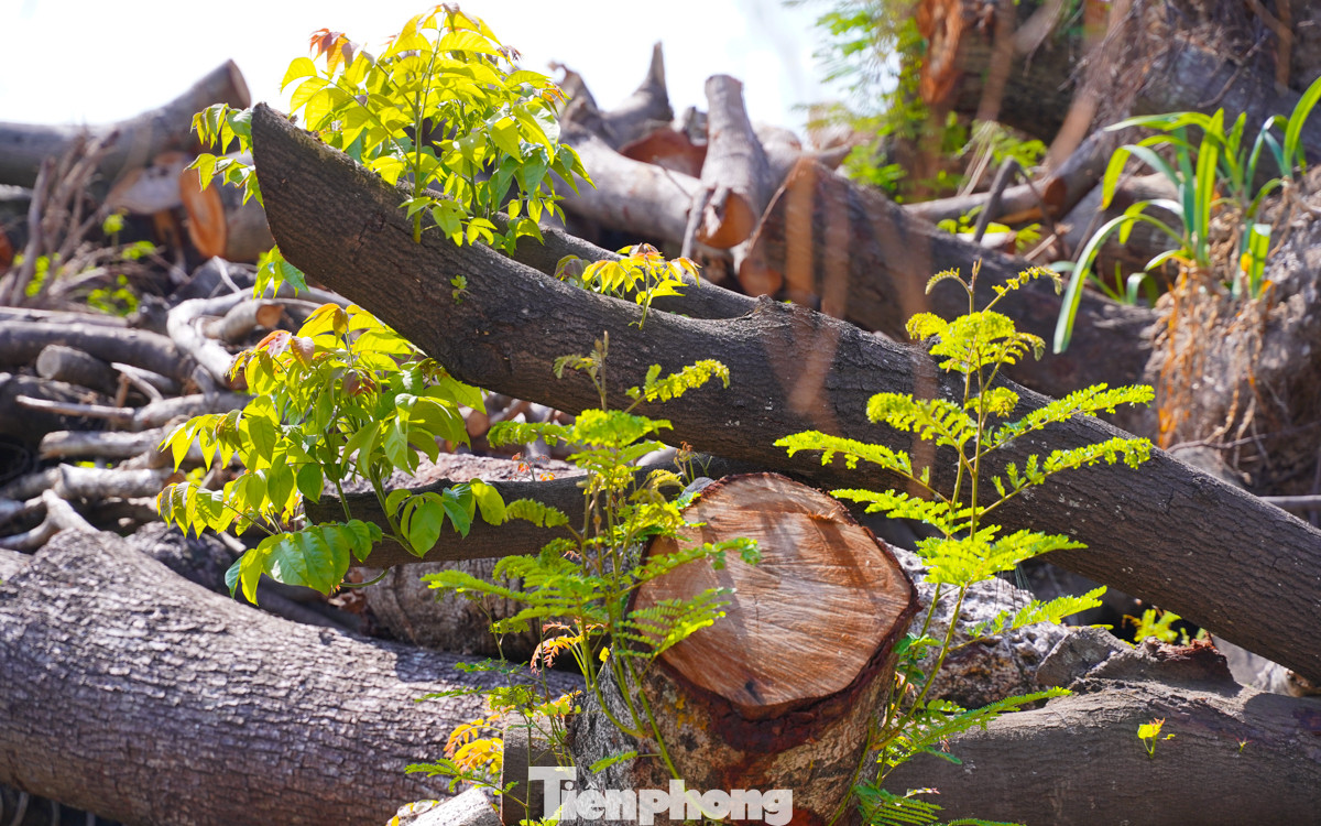Mặc dù đã được chặt thành từng đoạn, nhưng quan sát cho thấy sau hơn 1 tháng bão đi qua, một số đoạn cây vẫn đâm chồi, nảy lộc.