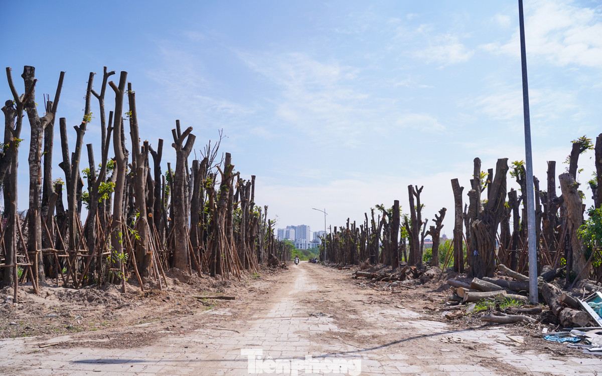 Cách nơi tập kết cây gãy, đổ khoảng vài chục mét, một bãi đất trống được tận dụng để trồng, ươm những gốc cây còn khả năng phục hồi, có thể sống được.