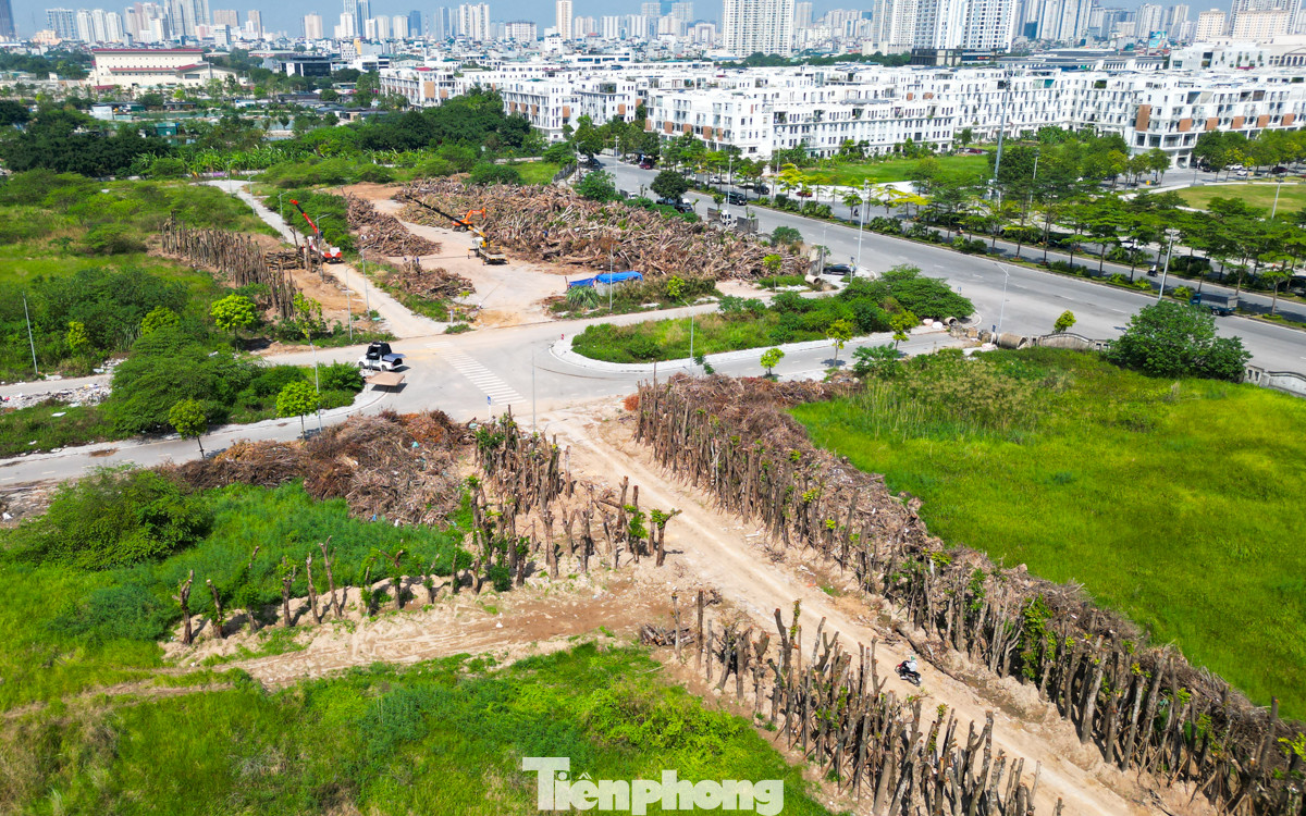 Đại diện của Công ty TNHH MTV Công viên Cây Xanh Hà Nội cho biết, đơn vị có trách nhiệm thu gom vận chuyển các cây gãy đổ do mưa bão về tập kết, đồng thời trồng chăm sóc, bảo quản những cây có khả năng phục hồi, còn việc đấu giá do Sở Xây dựng Hà Nội và Trung tâm quản lý hạ tầng kỹ thuật thành phố Hà Nội quyết định.