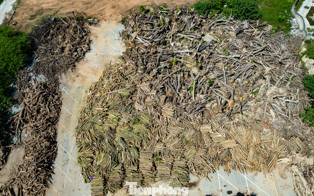 Đại diện Công ty TNHH MTV Công viên cây xanh Hà Nội cho biết, sau bão số 3, hơn 12.000 cây xanh do Công ty quản lý bị gãy, đổ, hư hại cành. Trong đó, có khoảng 6.000 cây xanh ở Hà Nội gãy đổ không thể trồng lại sẽ được cắt bỏ thành củi gỗ.