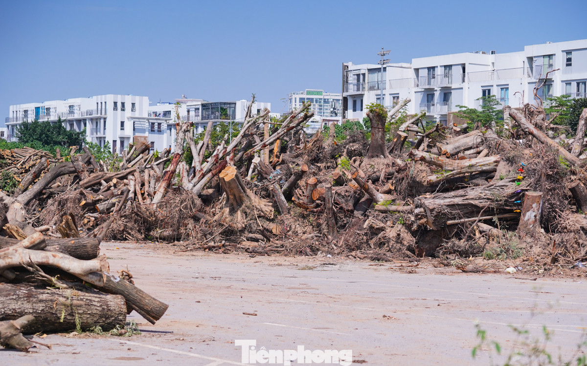 Theo thống kê của Sở Xây dựng Hà Nội, siêu bão số 3 YAGI quét qua Hà Nội đã khiến hơn 40.000 cây đổ và cành gãy trên địa bàn thành phố. Trong đó, có tới hơn 24.800 cây đổ, tập trung nhiều ở các quận Hoàng Mai, Long Biên, Gia Lâm, Đông Anh, Nam Từ Liêm.