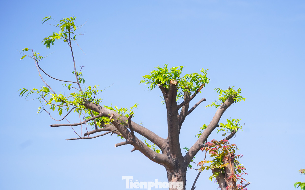 Nhiều cây hiện đã bắt đầu nảy mầm và ra lá non, cho thấy dấu hiệu phục hồi và phát triển.