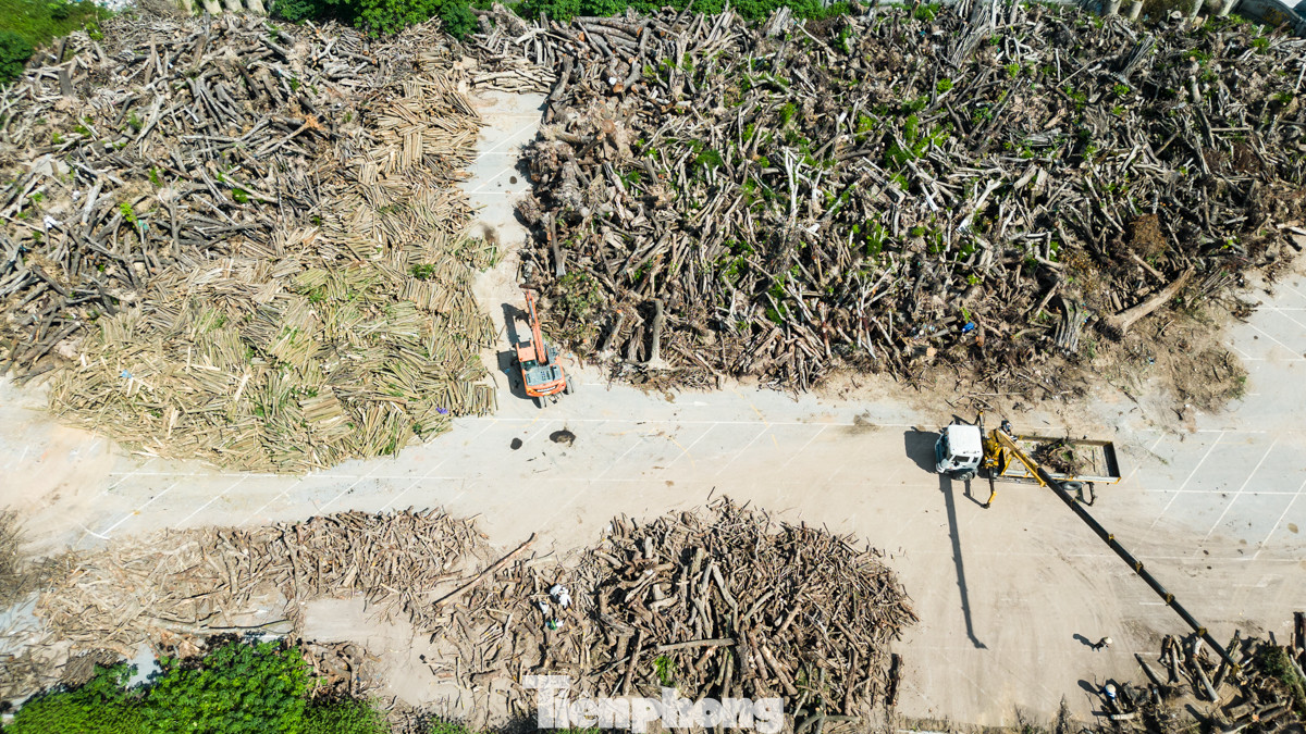 Được biết, các loại cây được vận chuyển về điểm tập kết chủ yếu là các cây không có khả năng sống sót sau bão.