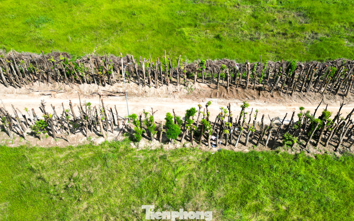 Hàng ngày đi tập thể dục qua công viên Chu Văn An, ông Lê Văn Mạnh (huyện Thanh Trì, thành phố Hà Nội) cho biết: "Nhìn đống cây mới thấy, bão Yagi đã càn quét Hà Nội khủng khiếp thế nào. Mong rằng, cây nào còn cứu được sẽ phát triển tốt", ông Mạnh nói.