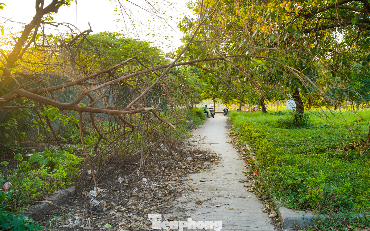 Cây đổ do bão số 3 (Yagi) hơn 1 tháng tại công viên vẫn chưa được dọn dẹp.