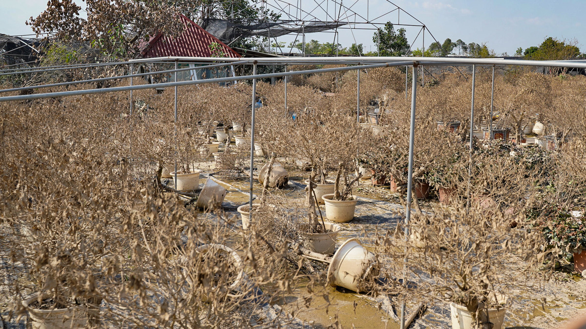 Cả vườn cây nay trở nên xơ xác.