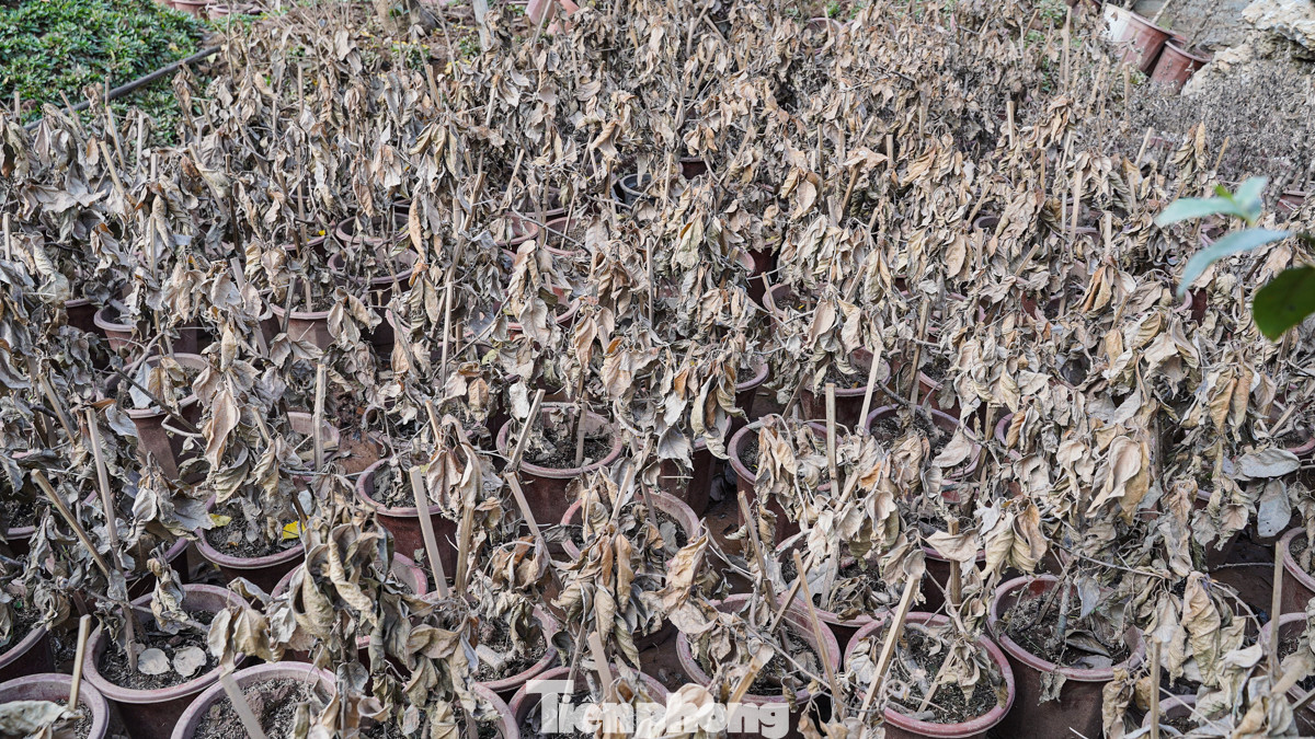 Các tiểu thương buôn bán hoa, cây cảnh ở Hưng Yên cho biết: "Cây đào Nhật Tân, Phú Thượng hay làng Phụng Công chúng tôi đều bị "xóa sổ" do lũ, nguồn hàng ít nên giá sẽ rất cao".