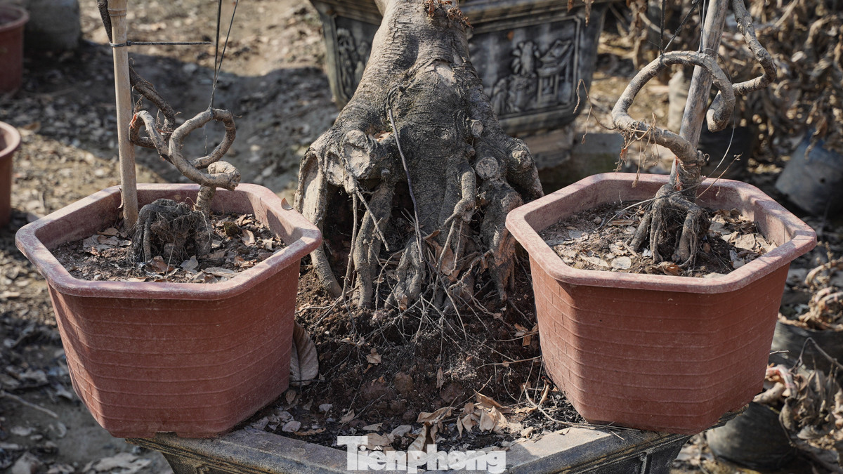 Hàng loạt cây đào đang thời kỳ uốn cành, tạo dáng chờ cung ứng cho dịp Tết nay héo khô, lăn lóc trong vườn.