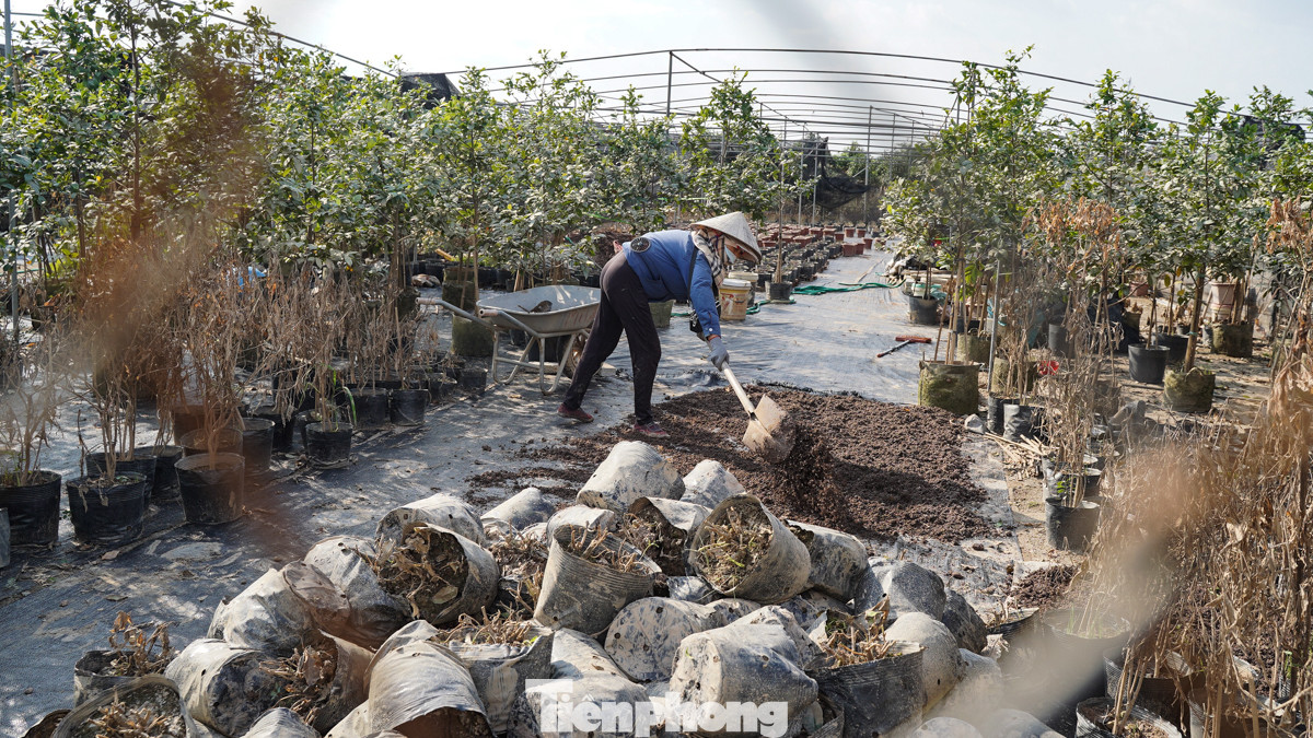 Nhiều hộ dân cho biết, họ gần như mất trắng vì cây cối đã chết, những cây còn lại cũng khó phát triển.