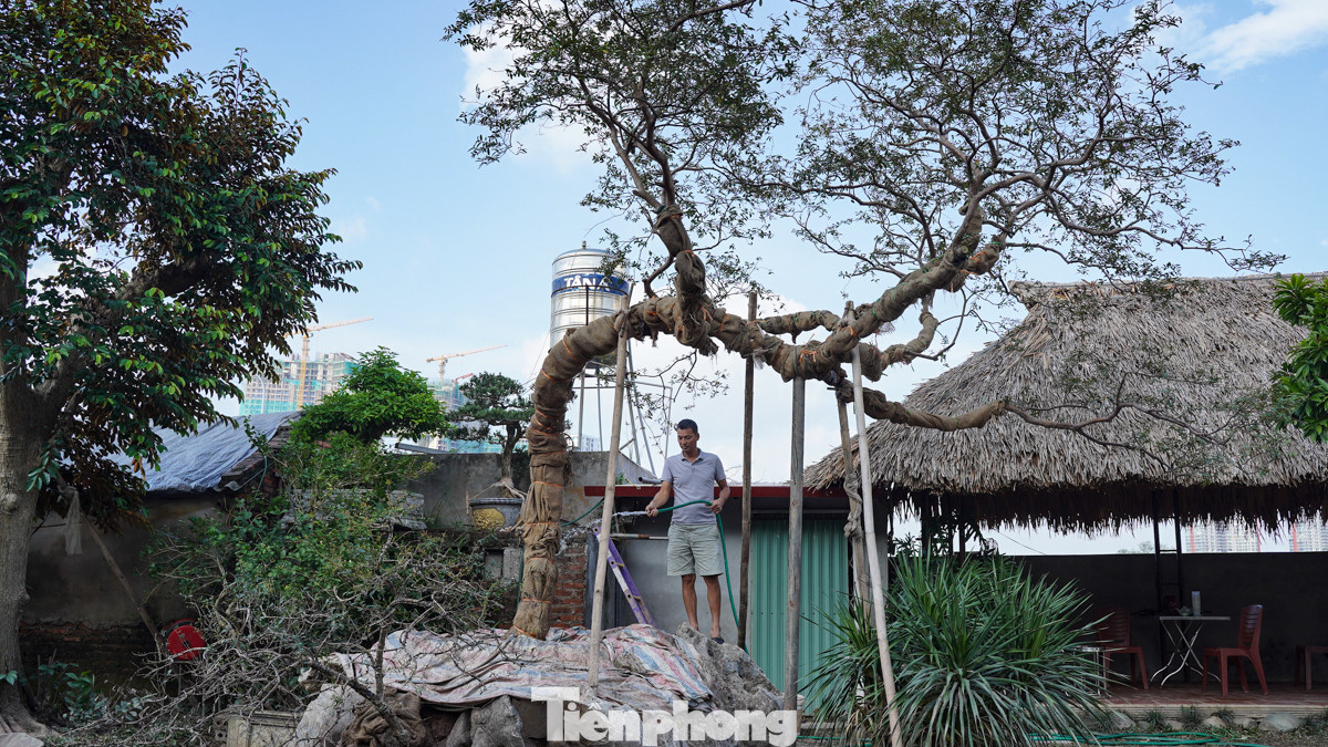 Ông Đỗ Mạnh Cường phun thuốc, tưới nước hy vọng cây sẽ hồi phục.