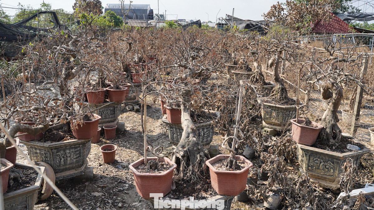 Hàng loạt cây đào đang thời kỳ uốn cành, tạo dáng chờ cung ứng cho dịp Tết nay héo khô, lăn lóc trong vườn.