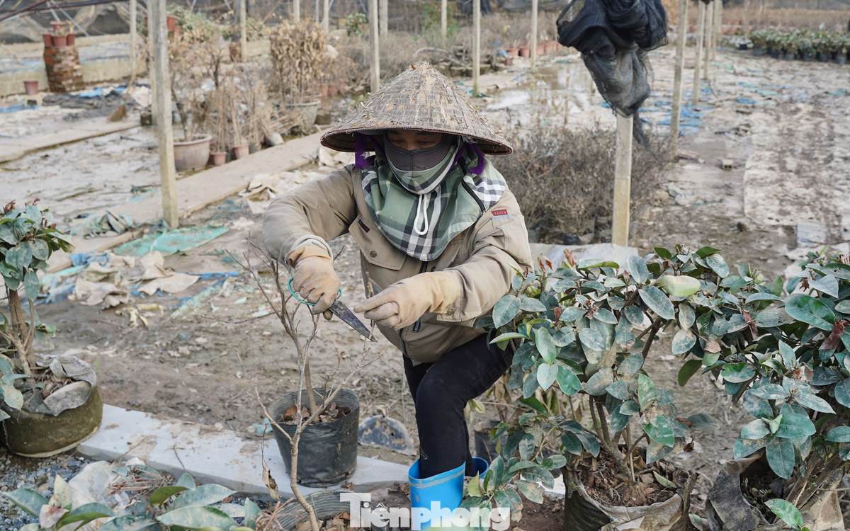 Người dân cắt tỉa cành, lá để cứu những cây còn hy vọng sống. "Nhà tôi cây chết khoảng 70 %, nếu nước ngập ít ngày còn mong sẽ thiệt hại ít, đây lũ ngập gần 5 ngày thì cây cũng đi thôi", cô Hà (làng hoa Phụng Công) tâm sự.