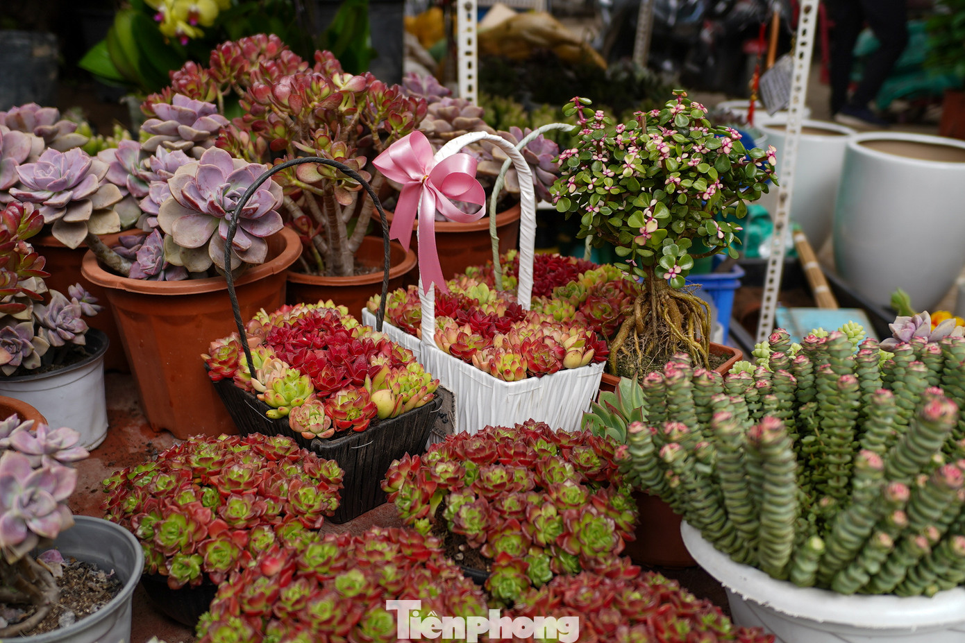 Các chậu cây cảnh mini, sen đá... với đủ chủng loại cũng được nhiều người lựa chọn tặng dịp 14/2.