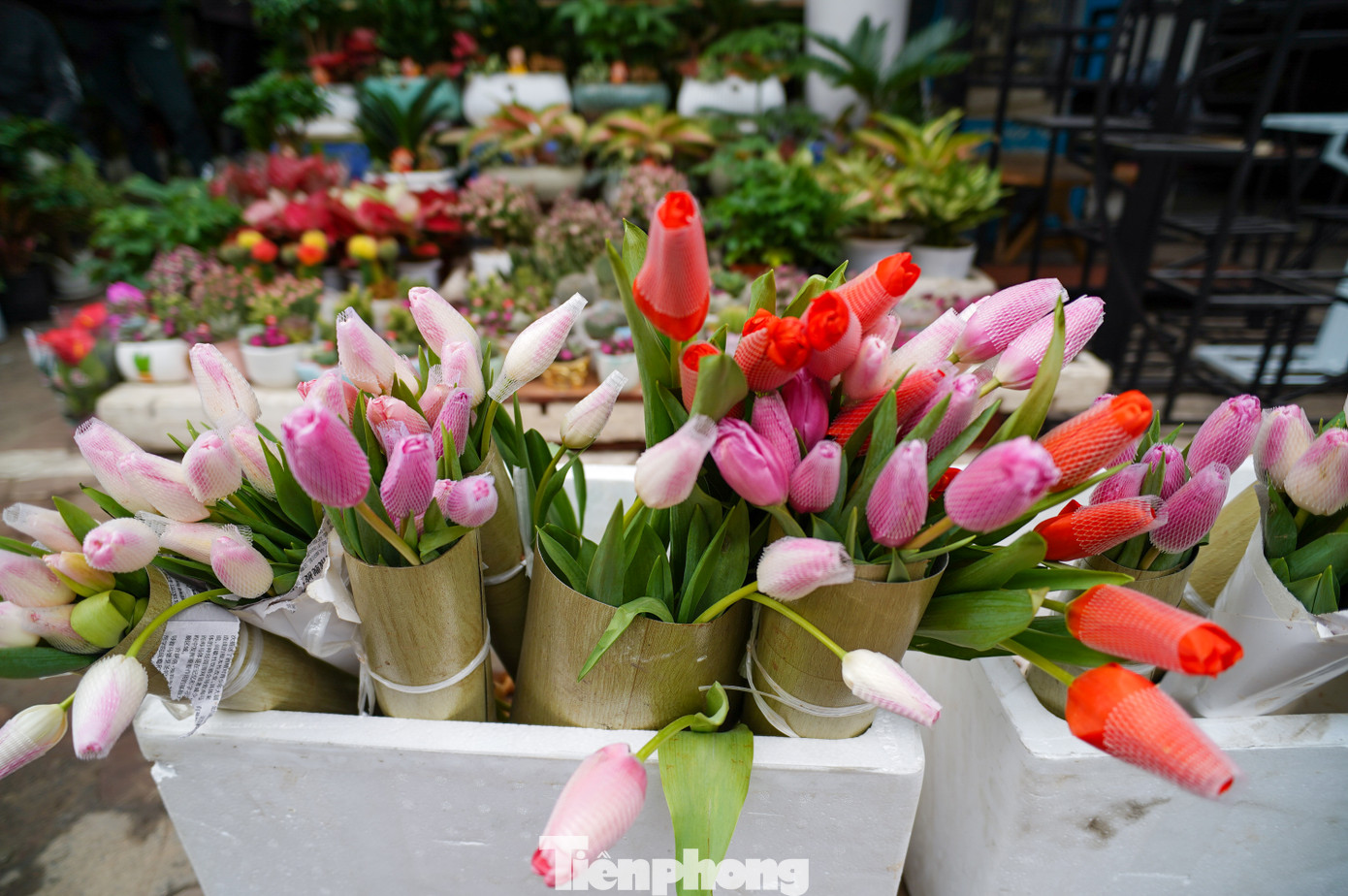 Không chỉ hoa sáp hay hoa hồng, năm nay hoa tulip trồng trong chậu trở thành xu hướng được giới trẻ yêu thích, giá từ 25.000 - 30.000 đồng/bông. Tại nhiều cửa hàng, không ít bạn nam xếp hàng dài để lựa chọn loài hoa đặc biệt này.