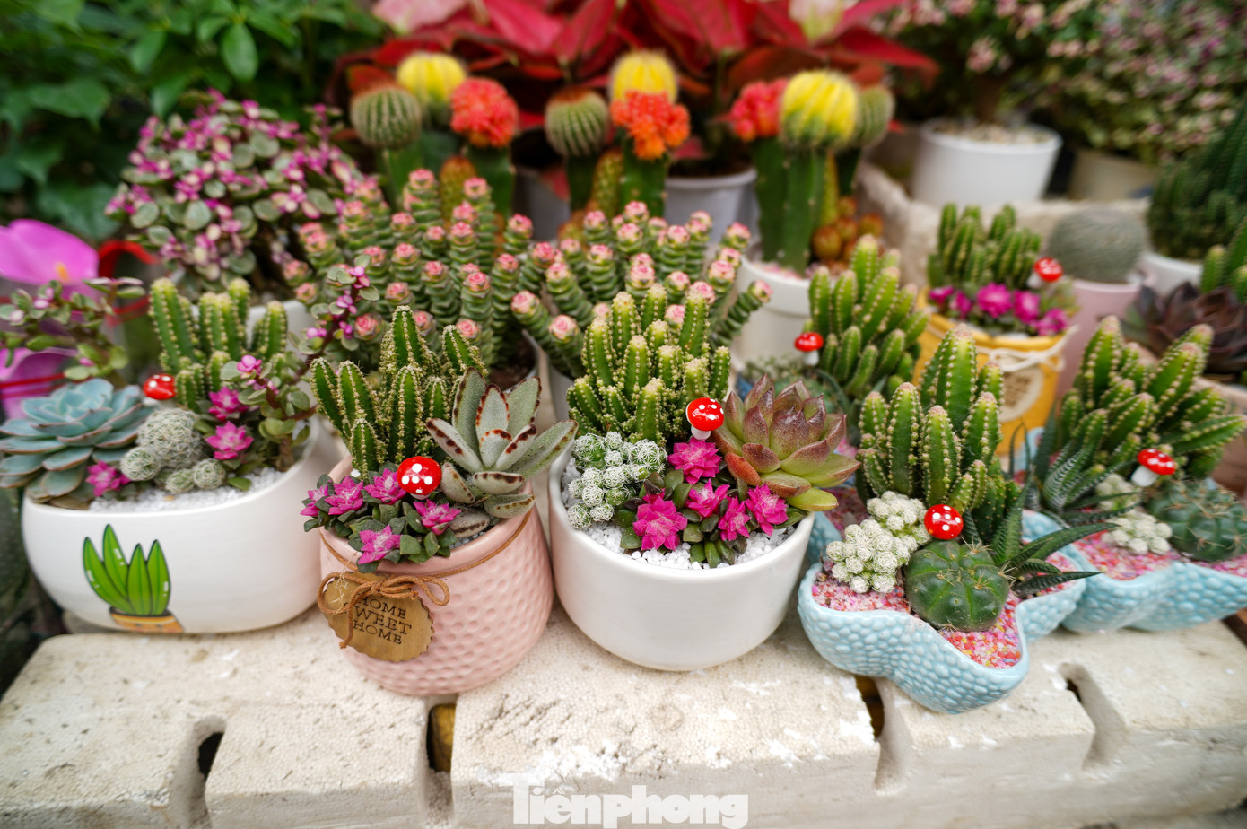 Các chậu cây cảnh mini, sen đá... với đủ chủng loại cũng được nhiều người lựa chọn tặng dịp 14/2.