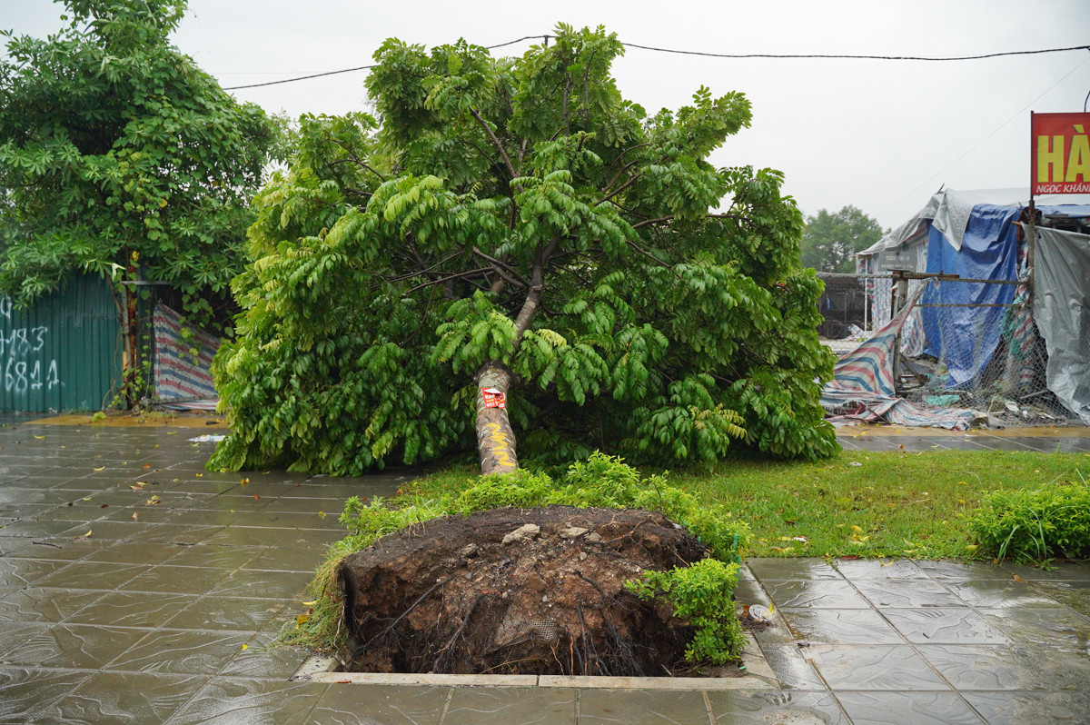 Một cây xanh bị bật trên đường Xuân Phương.