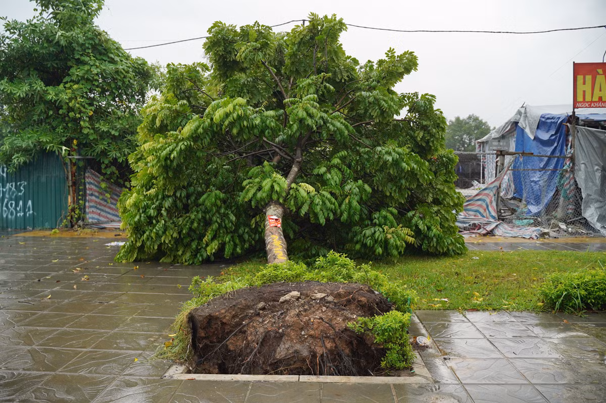 Một cây xanh bị bật trên đường Xuân Phương.
