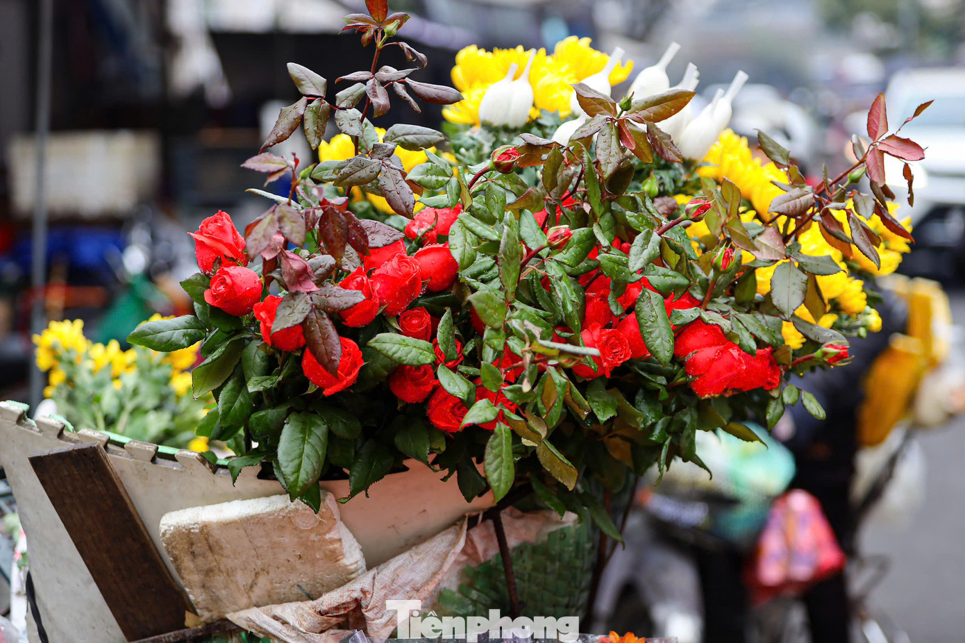 Giá hoa tươi trong ngày hôm nay cũng tăng nhẹ, hoa ly từ 250.000 - 350.000 đồng/10 cành, thược dược giá 150.000 đồng/bó 10 bông, hồng chùm giá 140.000 đồng/bó, hoa cúc 60.000 đồng/10 bông.