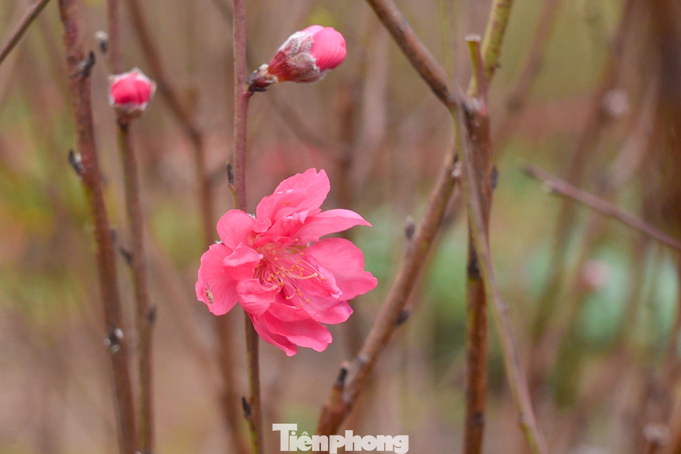 Người dân trồng đào Phú Thượng cho biết, sau này 15 tháng Chạp, tình hình buôn bán nhộn nhịp hơn, đào cũng không còn nhiều để bán do khách quen và thương lái từ các tỉnh đã đặt trước.