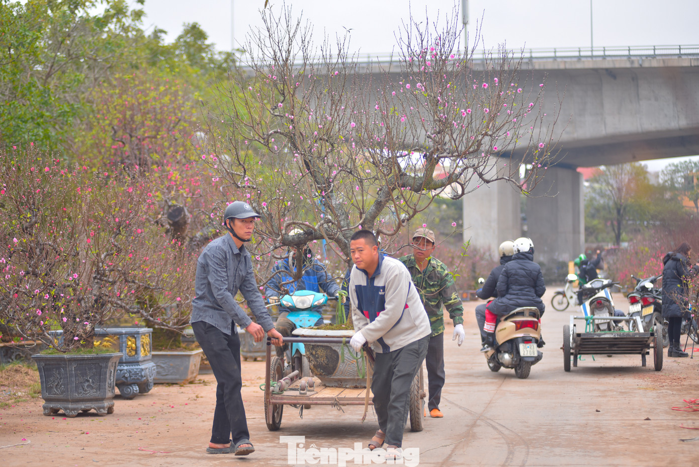 Với những cây to, cổ thụ chủ yếu dành cho các công ty, tòa nhà thuê trưng tới rằm tháng Giêng.