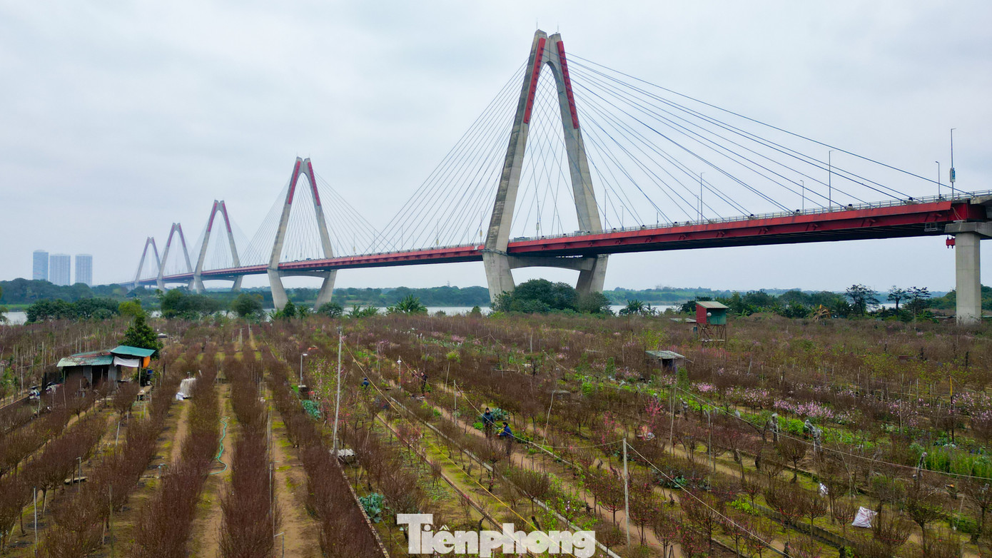 Tranh thủ 2 ngày cuối tuần, người Hà Nội xuống tận vườn để tìm mua cành đào ưng ý cho dịp Tết Giáp Thìn.