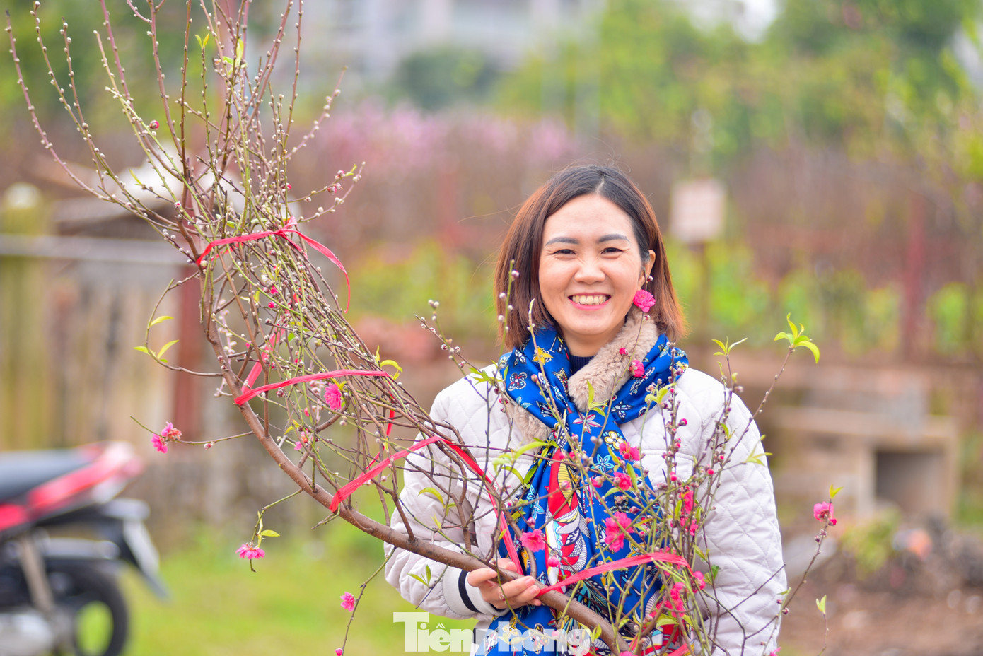 Theo người dân, giá đào hiện tại có cao hơn so với năm ngoái nhưng bù lại thì "hầu hết các nhà vườn đều uốn cành, hoa nở đều và có nhiều nụ", một vị khách tên Nam chia sẻ.