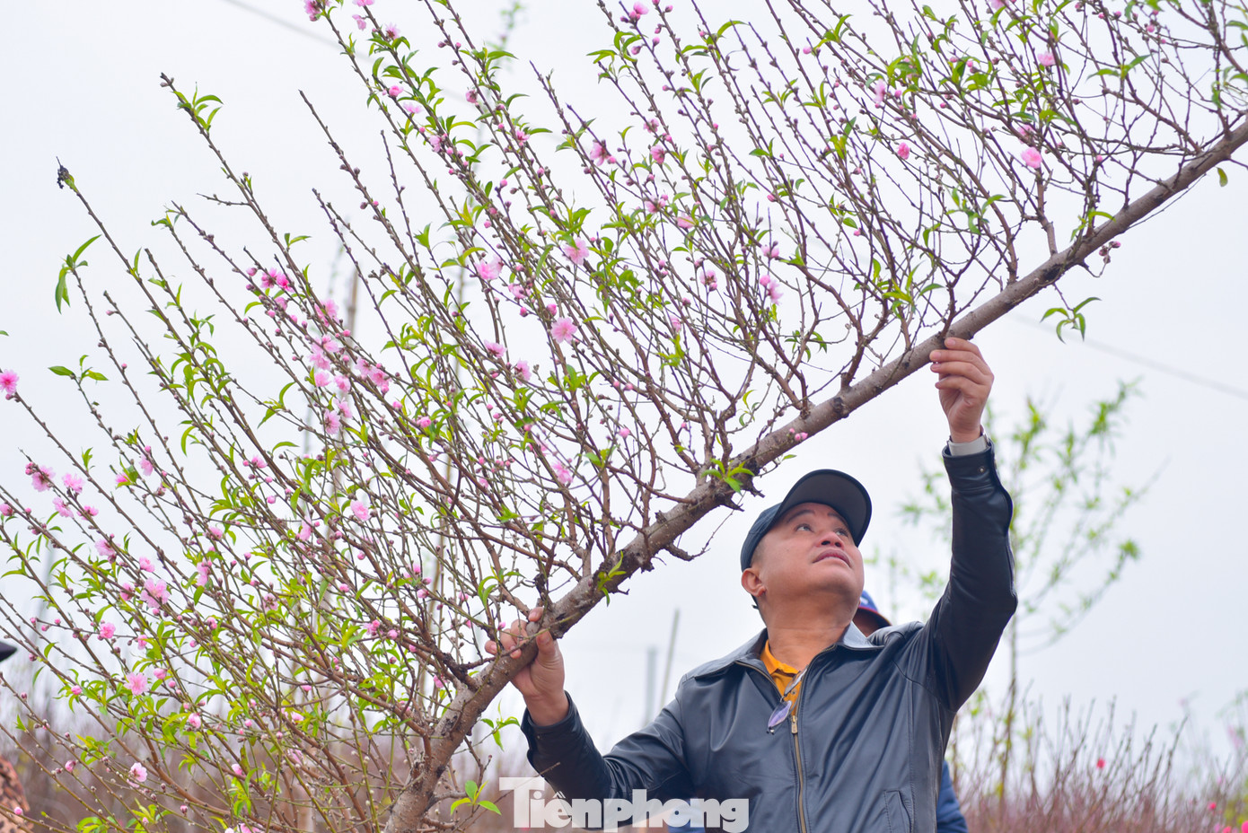 Anh Minh Tân ngắm cành đào huyền vừa mua với giá 3 triệu đồng ở làng đào Phú Thượng. Đây là giống đào phai có màu nhạt, phớt hồng, cánh hoa mỏng hơn đào bích.