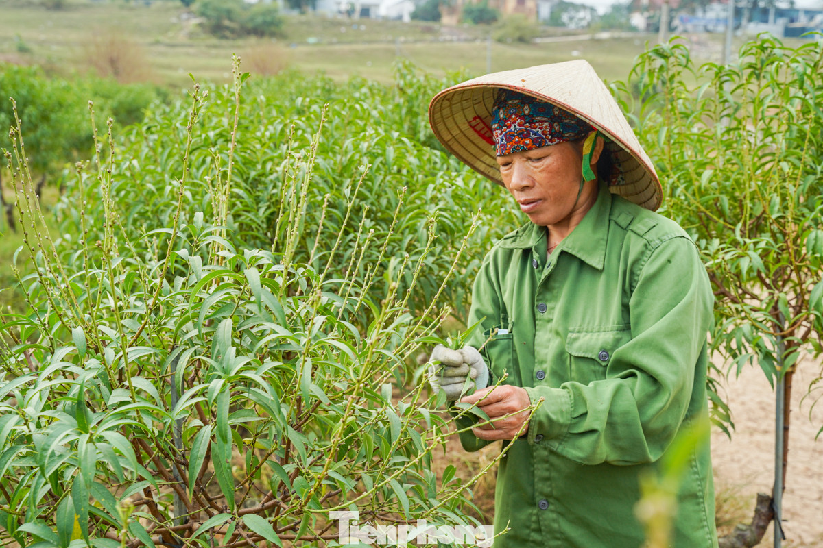 Các hộ trồng đào tại Mê Linh cũng đang hối hả tuốt lá, chuẩn bị cho công đoạn nuôi mắt để thúc đẩy đào ra nụ, sẵn sàng phục vụ dịp Tết Nguyên đán Ất Tỵ 2025.
