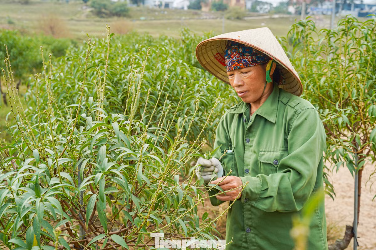 Các hộ trồng đào tại Mê Linh cũng đang hối hả tuốt lá, chuẩn bị cho công đoạn nuôi mắt để thúc đẩy đào ra nụ, sẵn sàng phục vụ dịp Tết Nguyên đán Ất Tỵ 2025.