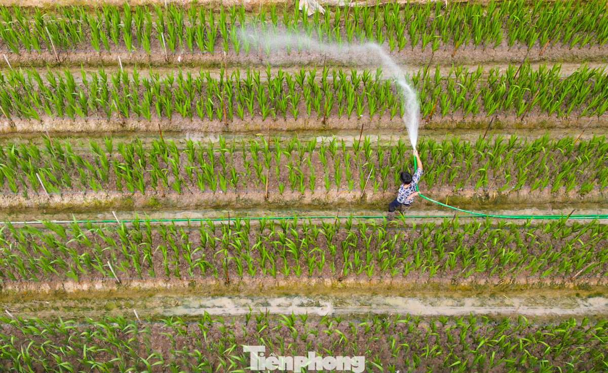 Người nông dân đang ngày đêm chăm sóc hoa.