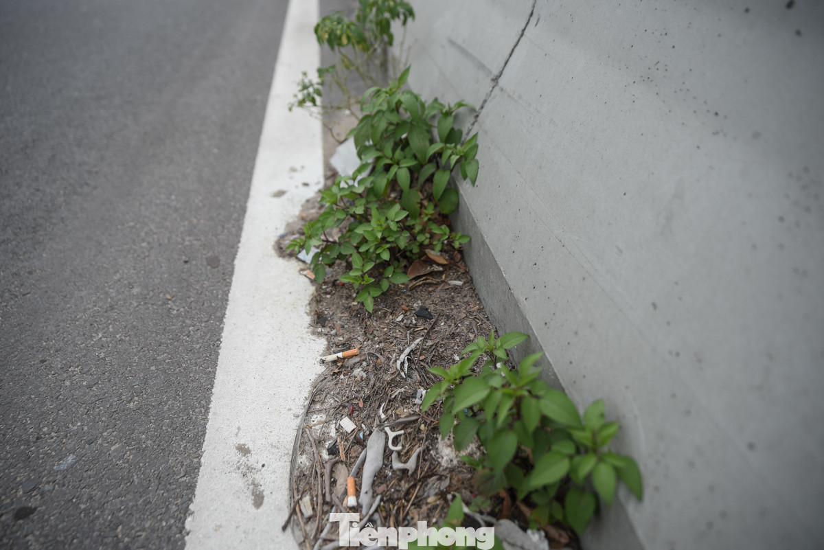 Cỏ mọc trên lớp cát tích tụ trên cầu.