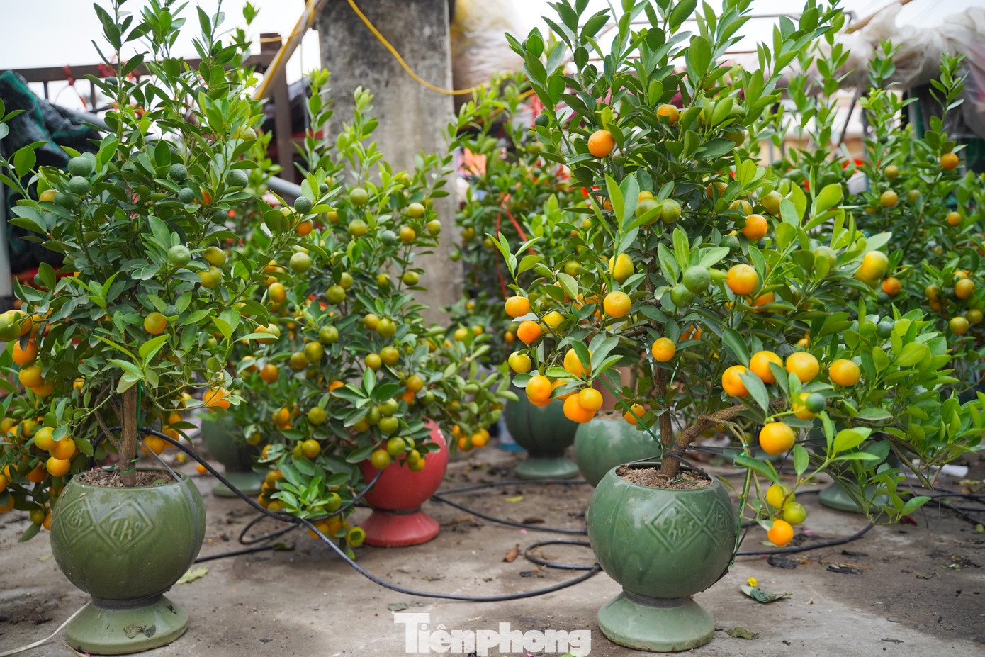 Ngoài hoa đào, chợ hoa Quảng Bá cũng đã có bán quất cảnh. Giá dao động từ khoảng 350.000 đồng/ chậu.