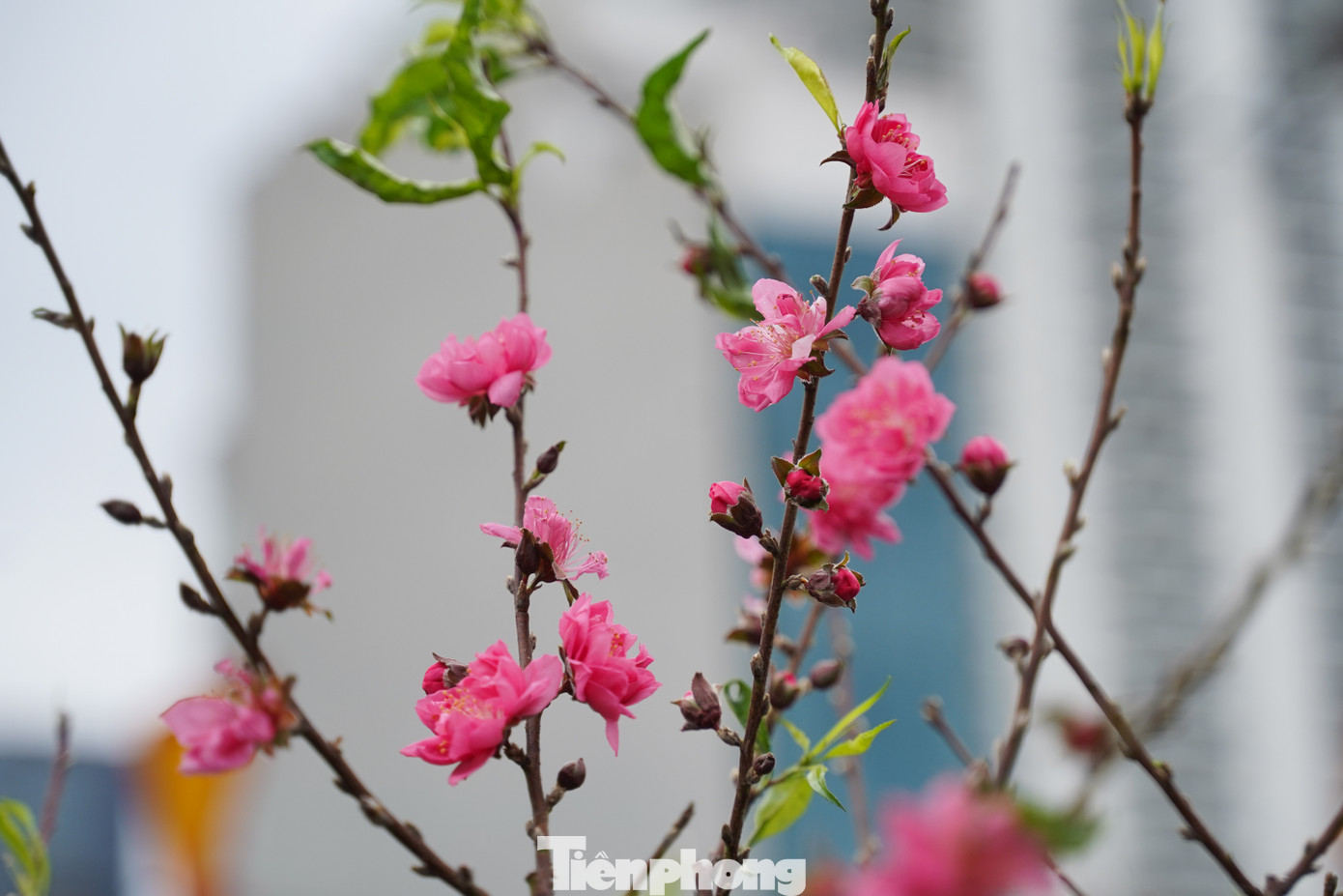 Sắc hồng của hoa đào xen lẫn không khí se lạnh là điểm đặc trưng của Hà Nội mỗi độ Xuân về.