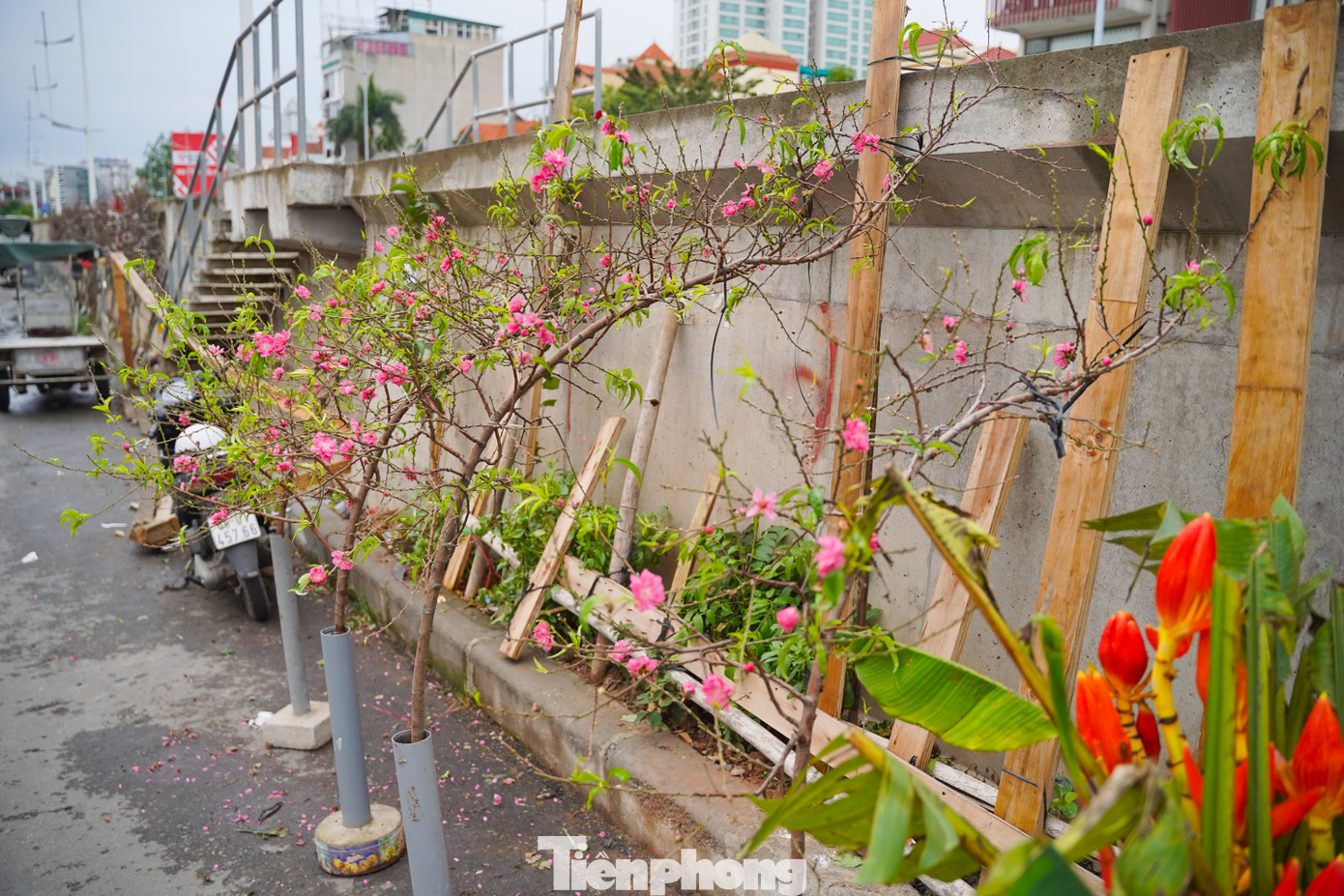 Còn hơn 1 tháng nữa đến Tết Ất Tỵ, nhưng những ngày gần đây, hàng trăm cây đào, cành đào, chậu quất đã bắt đầu xuống phố, được các thương lái bày bán dọc vỉa hè ngoài chợ Quảng Bá (phường Quảng An, quận Tây Hồ).